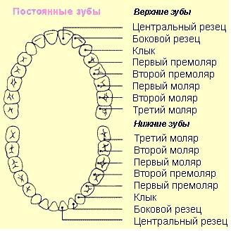 Импланты для молочных зубов Импланты для молочных зубов