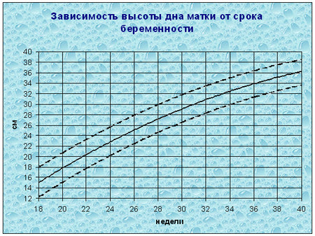 Высота дна матки — 6 ответов на Babyblog