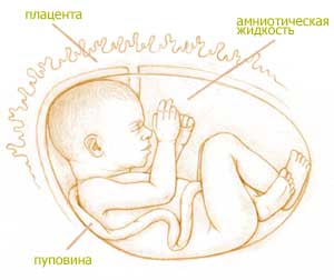 Болят пальцы беременность 36 недель Болят пальцы беременность 36 недель