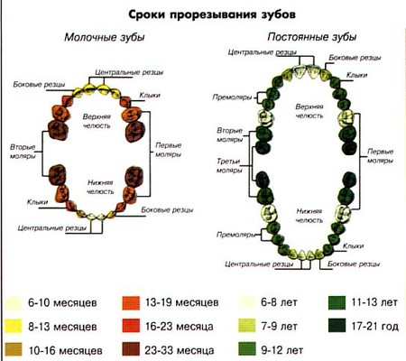 Во сколько год растут зубы Во сколько год растут зубы
