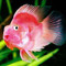 fruitic (), , 