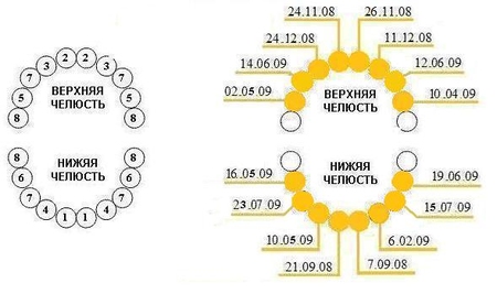 Расположение зубов по номерам у детей Зубы. Сроки появления и наши... - 5 ответов форум Babyblog