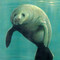 manatee