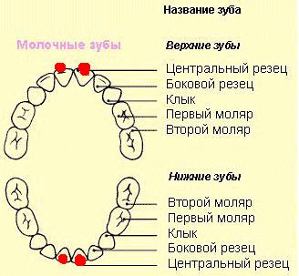 Как называются зубы у человека по номерам фото с названиями и описанием