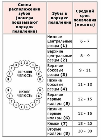 Схема зубы по номерам