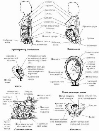 Схема беременная женщина