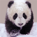 a99cf7226104f1d0c9cd105b5c445a5a.gif