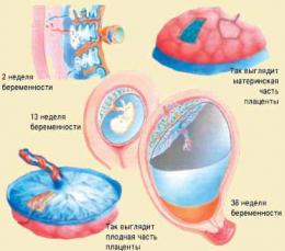 Низкая плацентация при беременности - норма или патология