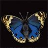 d7a7a9df42f1934b67df52a2f765c8a1.gif