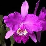 Туфли закрытые (полная нога) и РАСПРОДАЖА остатков 2013 г. !