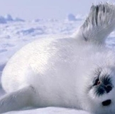 УСЛОВИЯ и ОПЛАТЫ всех предзаказов из Италии