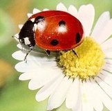 G*U*S*T*I зима 2015! сбор- продлен до 20.01!!!