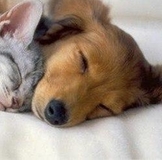 УСЛОВИЯ и ОПЛАТЫ всех предзаказов из Италии