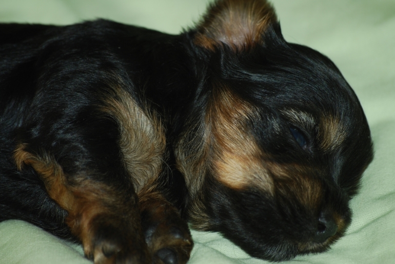 У нас щенки йорка !!!! 3 девицы и малыш-мальчиш.