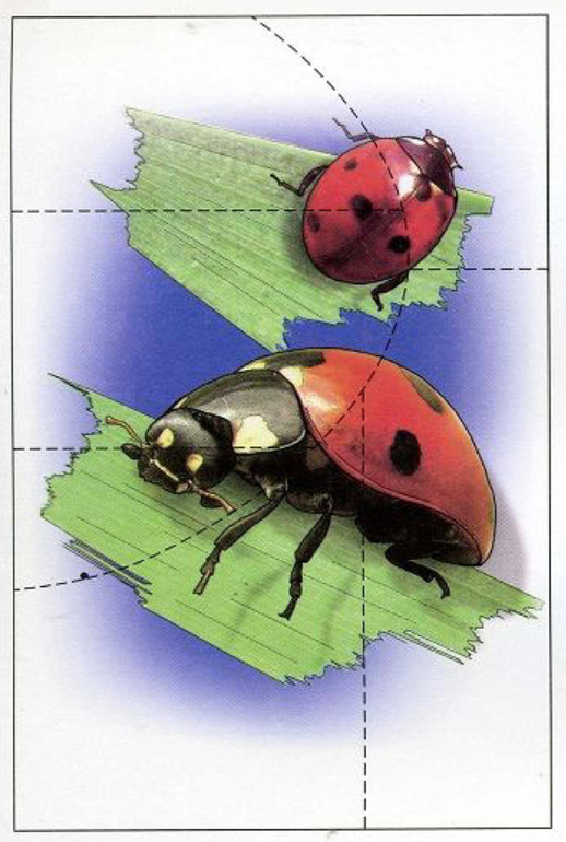 Разрезная картинка божья коровка