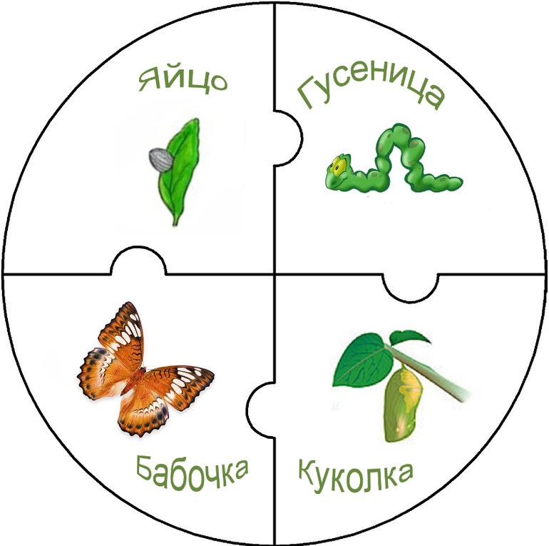 Презентация как появляется бабочка для дошкольников