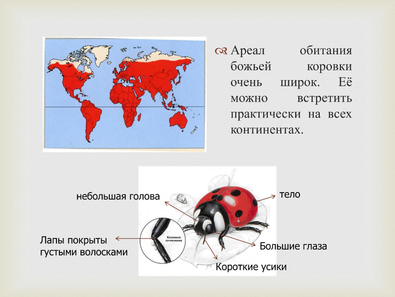 Божья коровка строение тела схема