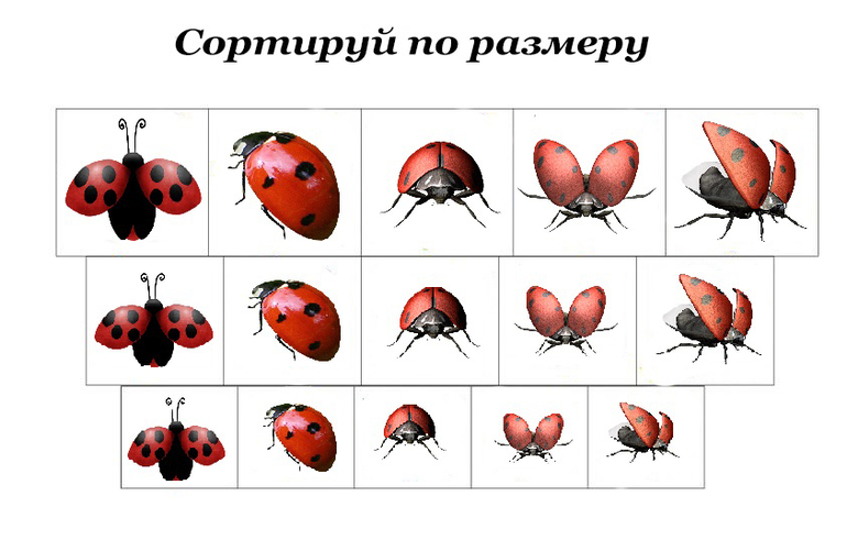 Божья коровка строение тела схема