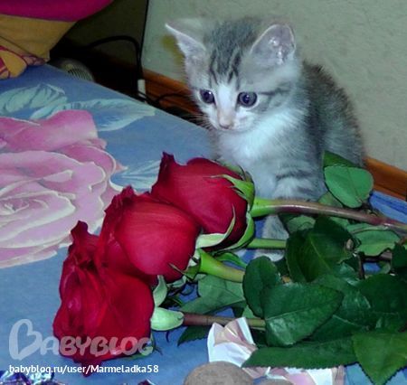 Моя история Хочушки (одним постом)